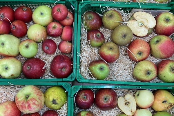 Apfelprojekt an der KJP