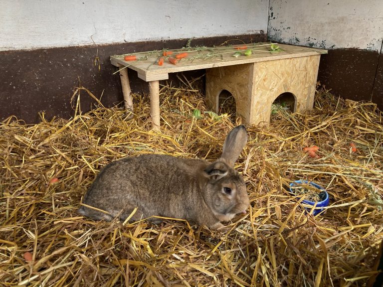 Glückliche Kaninchen am Gutshof Niederheid